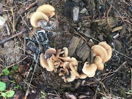 Crepidotus