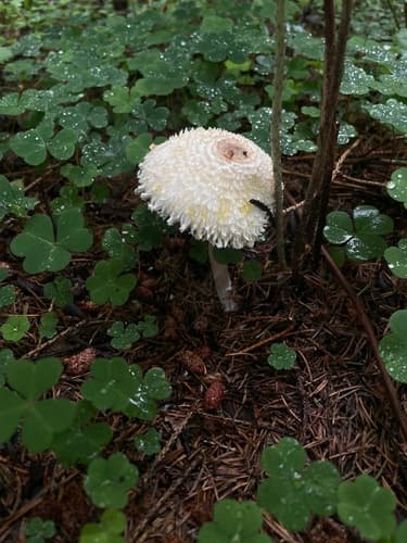 Leucocoprinus