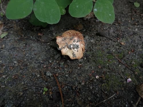 Inocybe