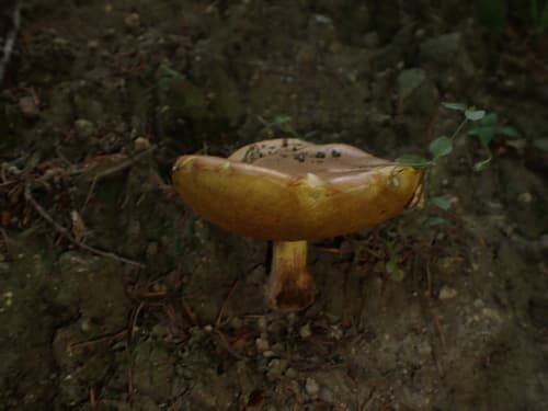Borowik
