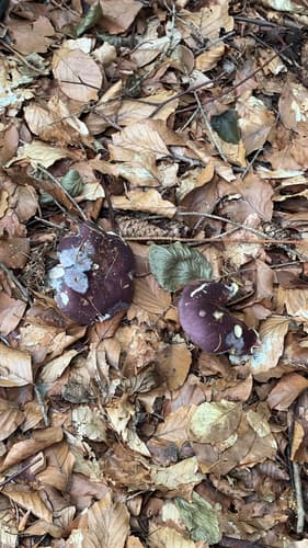 Gołąbek ciemnopurpurowy