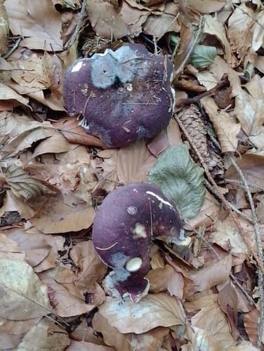 gołąbek purpurowoczarny