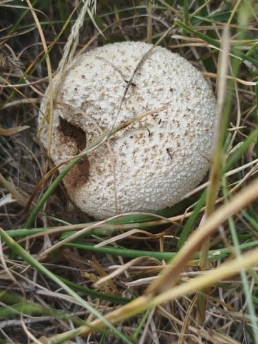 Purchaweczka spłaszczona