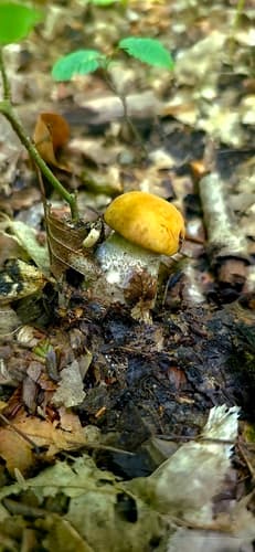 koźlarz pomarańczowożółty