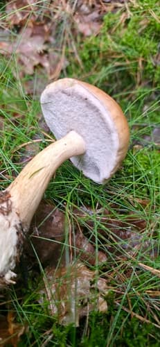 Goryczak żółciowy