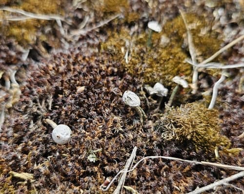 Tulostoma