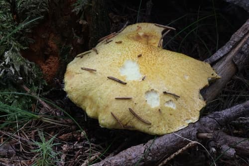 Suillus cavipes aureus