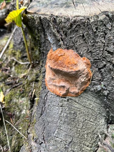 Gęstoporek cynobrowy