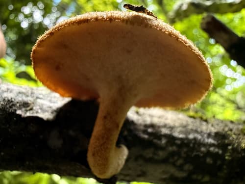 Żagiew guzowata