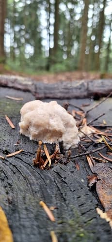Drobnoporek sproszkowany