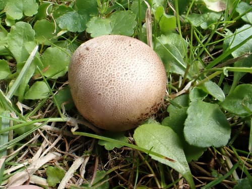 Tęgoskór