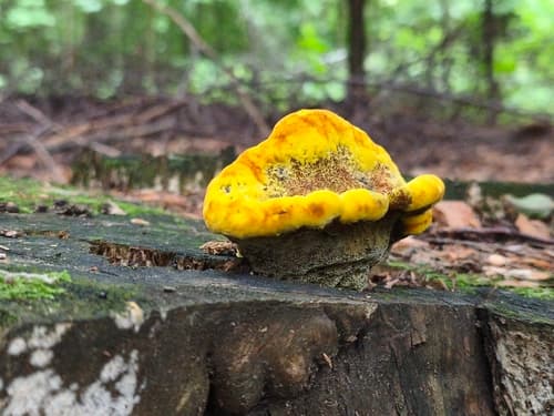 Phaeolus