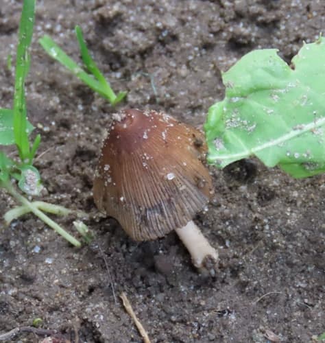 Coprinellus
