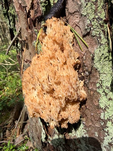Artomyces microsporus
