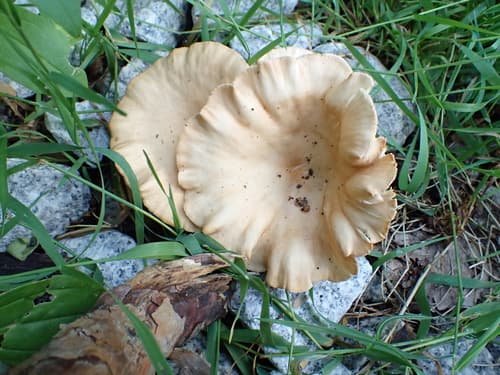 Infundibulicybe
