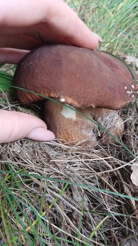 borowik usiatkowany