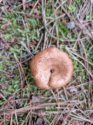 Krowiak podwinięty