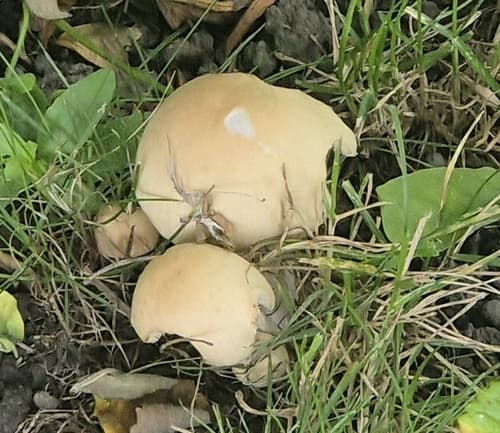 Kruchaweczka zaroślowa