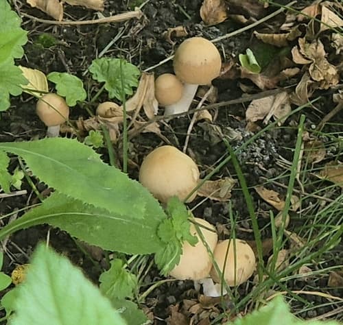 Kruchaweczka zaroślowa