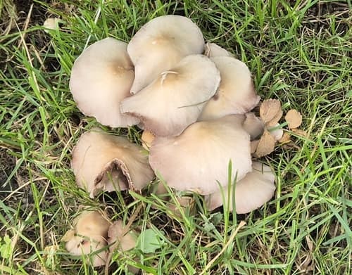 Kruchaweczka zaroślowa