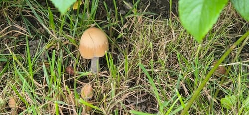 Kruchaweczka zaroślowa