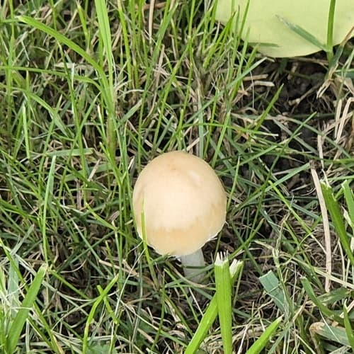 Kruchaweczka zaroślowa