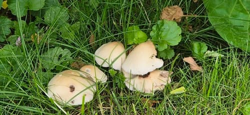 Kruchaweczka zaroślowa