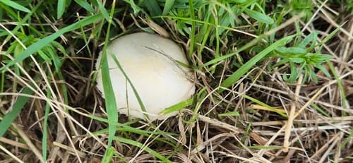 Pieczarniaki