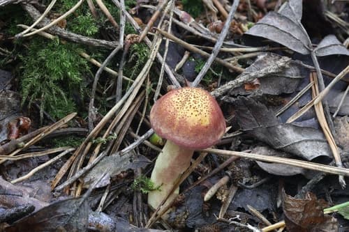 Tricholomopsis