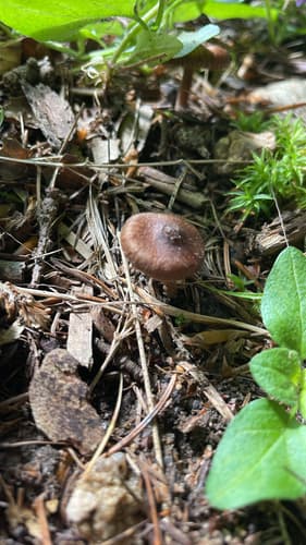 Agaricineae