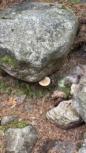 Pieczarniaki