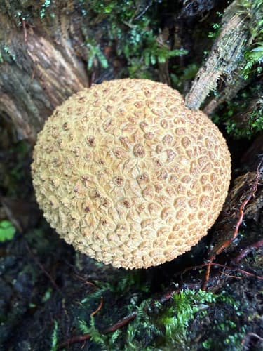Tęgoskór cytrynowy