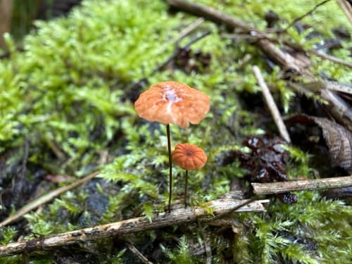 Marasmius curreyi