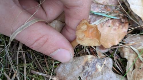 Gymnopus