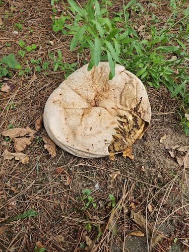 Czasznica olbrzymia