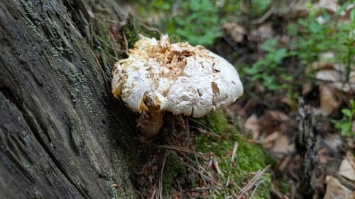 Twardoskórzak łuskowaty