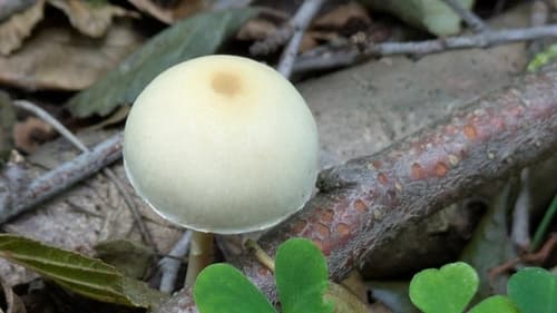 Kruchaweczka zaroślowa