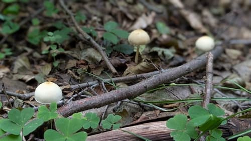 Kruchaweczka zaroślowa