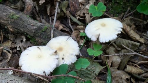 Kruchaweczka zaroślowa