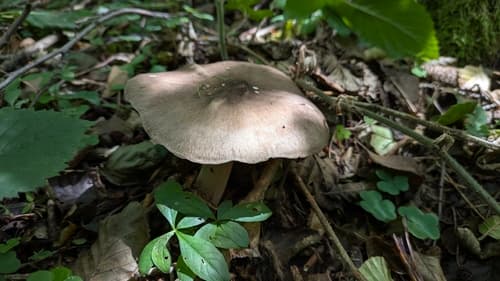 Pieniążnica szerokoblaszkowa