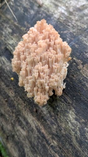 Artomyces microsporus