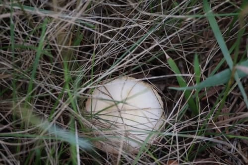 Pieczarka biaława