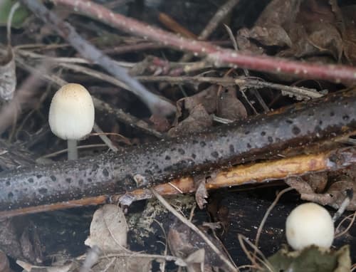 Coprinellus xanthothrix