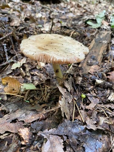 Drobnołuszczak