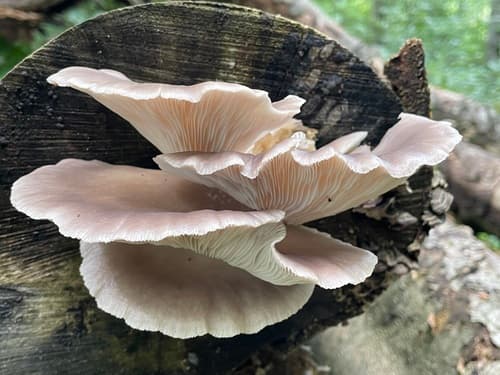 Pleurotus ostreatus