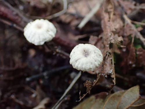 Marasmius