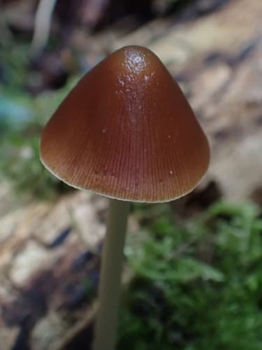 Kruchaweczka twardotrzonowa