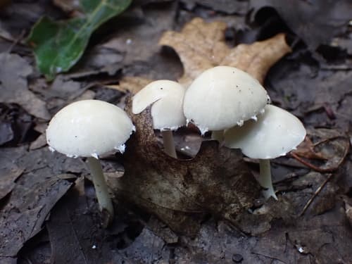 Kruchaweczka zaroślowa