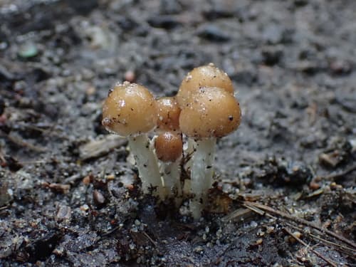 Kruchaweczka zaroślowa