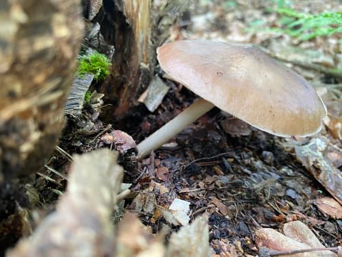 Pluteus cervinus